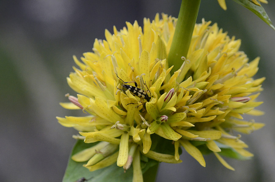 Gentiana lutea subsp. symphyandra / Genziana ad antere saldate